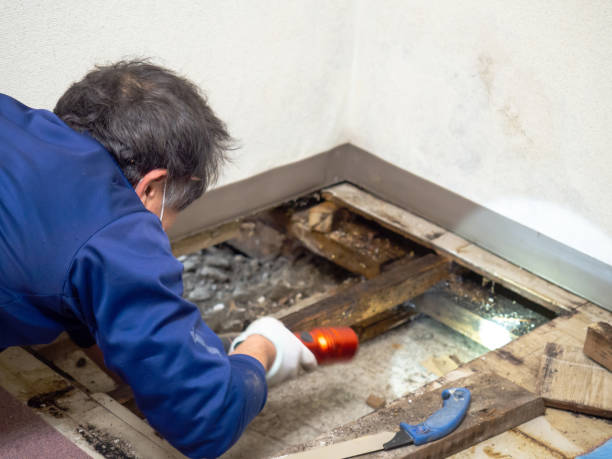 Best Attic Mold Removal  in Brownfield, TX